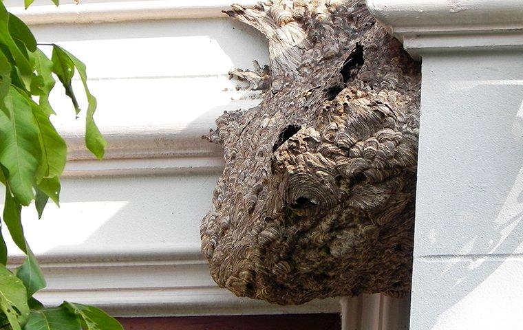 Wasps In North Augusta A Comprehensive Guide To Wasp Removal And