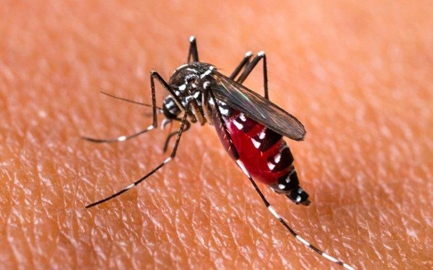 Blog - Why Mosquitoes Are Such A Dangerous Pest