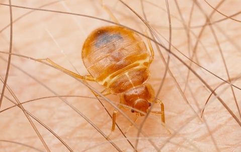 Awesomepest Bed Bug Extermination Dallas
