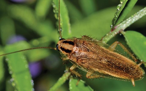 German cockroach on a plant with water drops on it