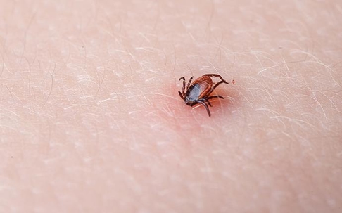 Blog - Lyme Disease And Other Dangers Ticks Pose