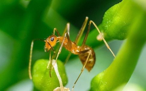 How to Get Rid of Crazy Ants: Facts on Infestation & Control