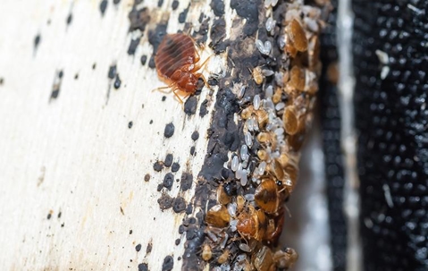 a bed bug infestation on a bed