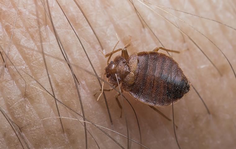 Carolina Pest, What Bug Bit Me? Identify & Treat Bug Bites