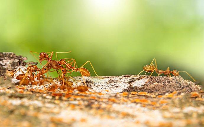 Ant Control