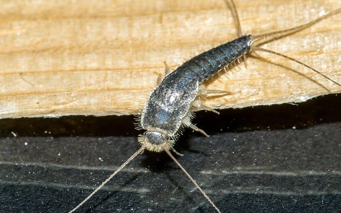 How to Control Silverfish in Your Home (2024)