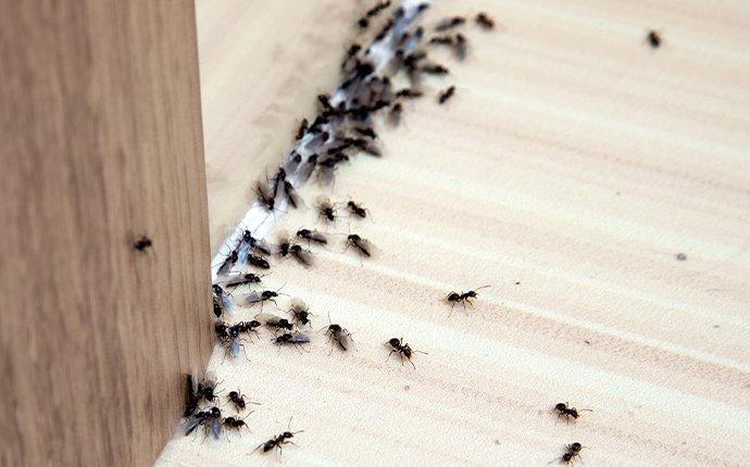 Get Rid of Crazy Ants
