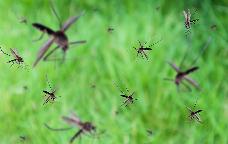 flying mosquitoes swarm