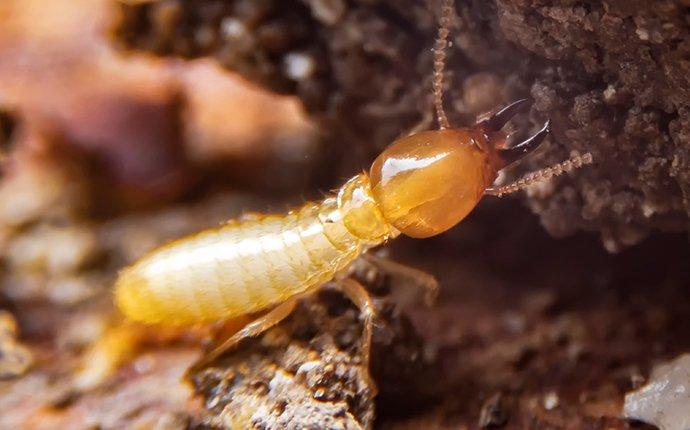 How Does Termite Control Work?