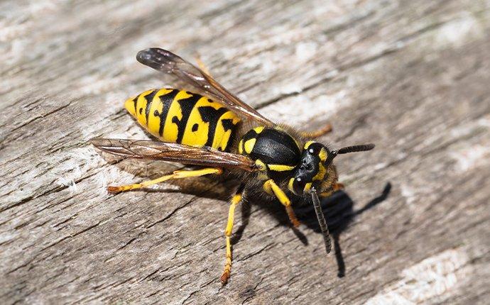 How to deal with yellow jackets with attitudes